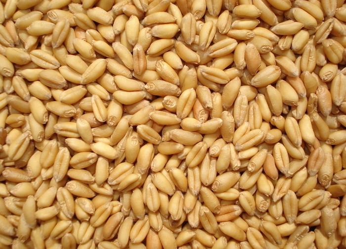 小麦种子生长的过程中，需要满足什么条件